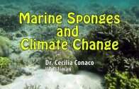 UP TALKS | Marine Sponges and Climate Change